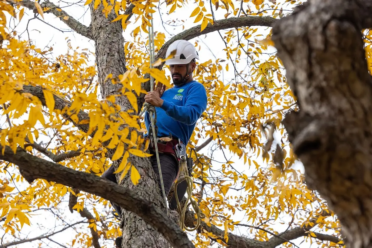 Skilled Tree Pruning crew working in Pacific Beach