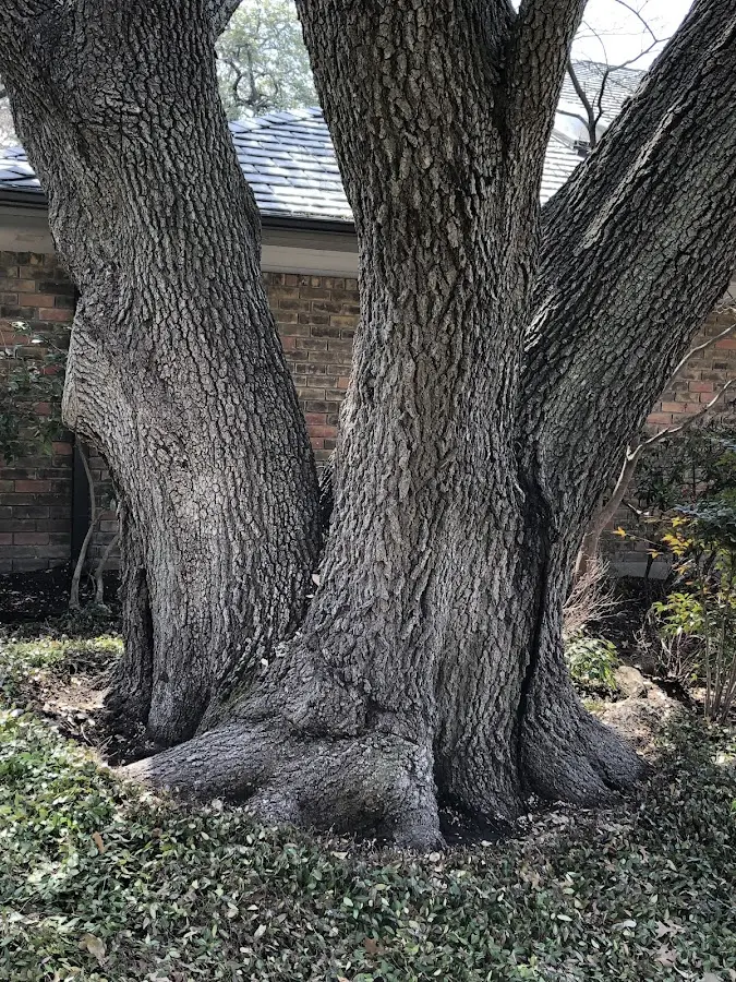 Mature heritage tree close to a Pacific Beach property cared for by certified arborists